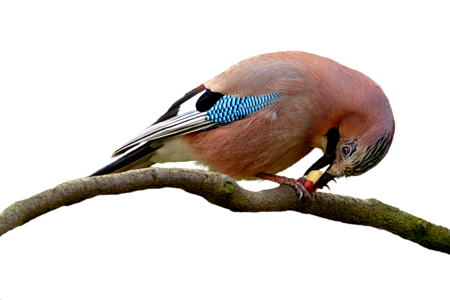 Nature bill plumage