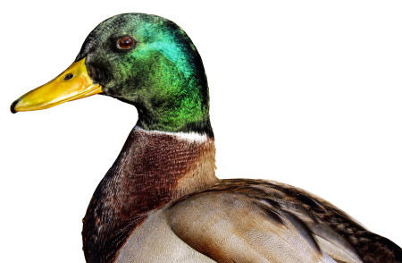 Drake green metallic