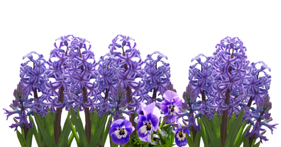 Spring flower hyacinthus orientalis violet
