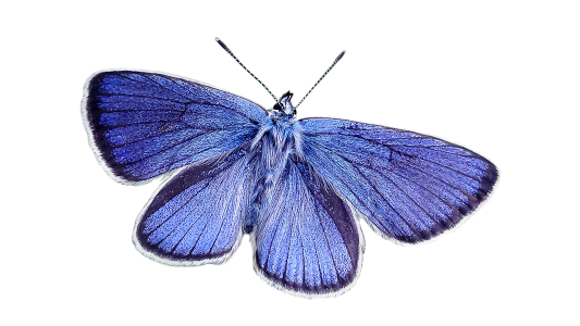 Blue nature blue wing
