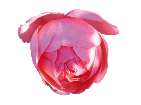 Free blossom bloom