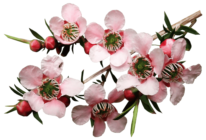 Garden nature cut out