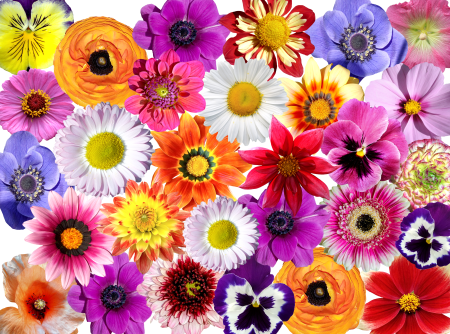 Nature garden colorful flowers