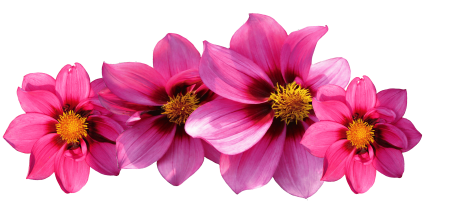 Late summer dahlia autumn