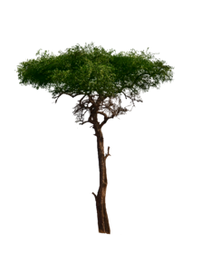 Burkea africana african tree nature