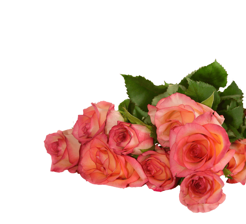 Flowers nature transparent background