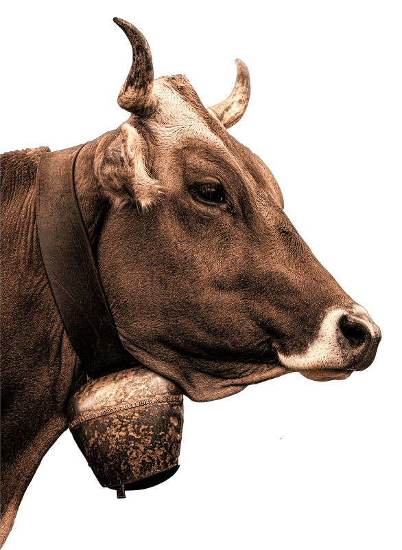 Animal agriculture cattle