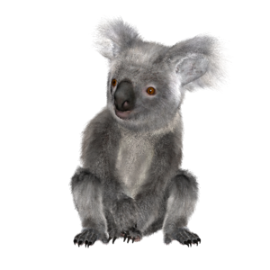 Koala marsupial cute