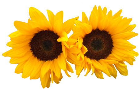 Flowers bright yellow orange