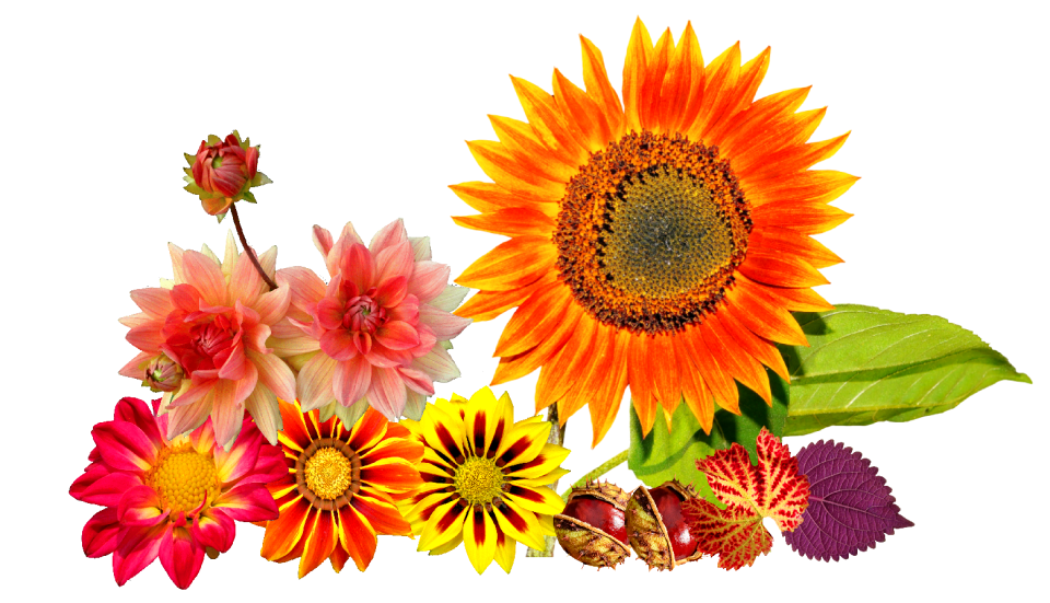 Dahlias flower garden