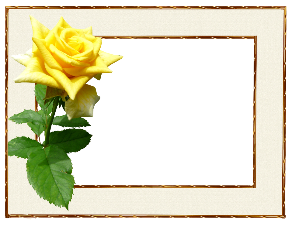 Rose flower greeting card