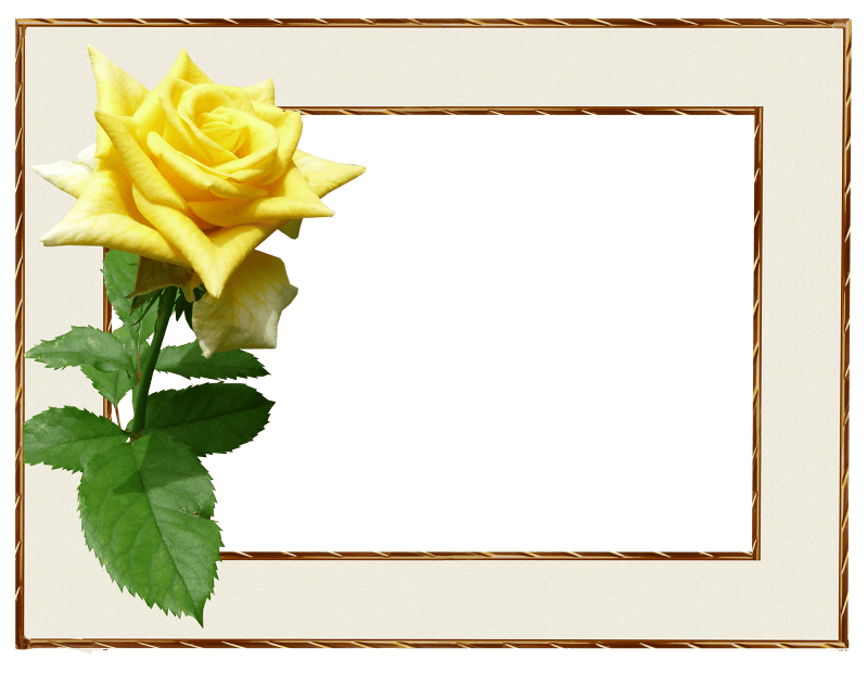 Rose flower greeting card