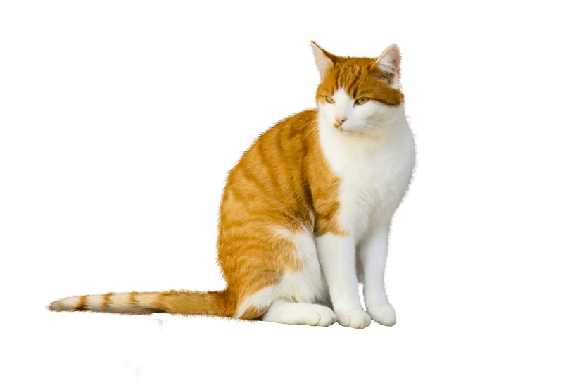 Isolated domestic cat sit