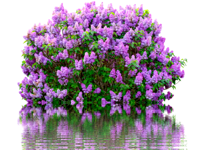 Nature lilac flower garden