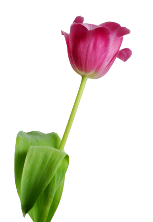 Rosa nature transparent background