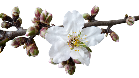 Flower tree garden