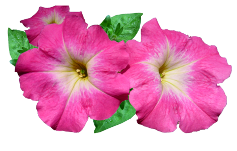 Petunia garden cut out