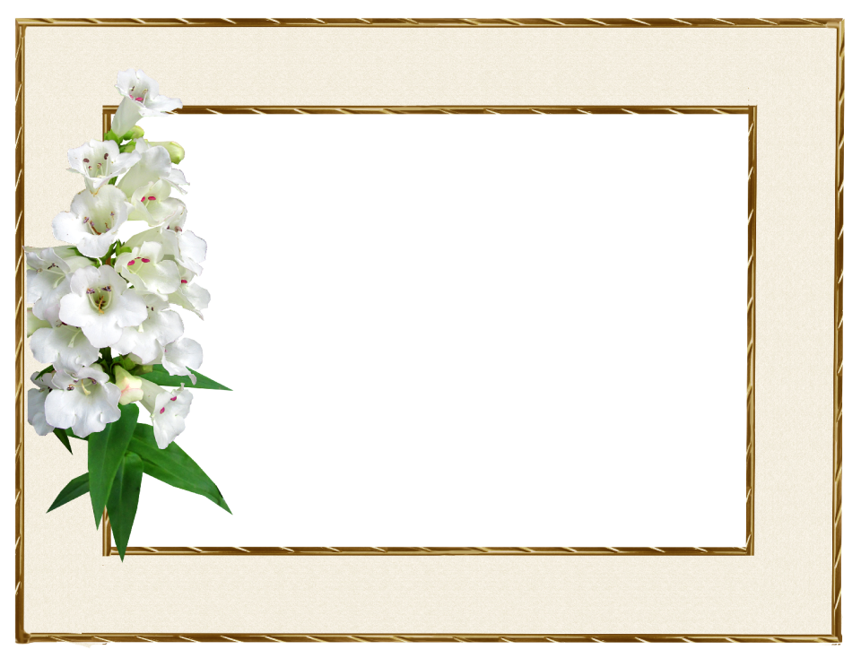 Flower penstemon greeting card