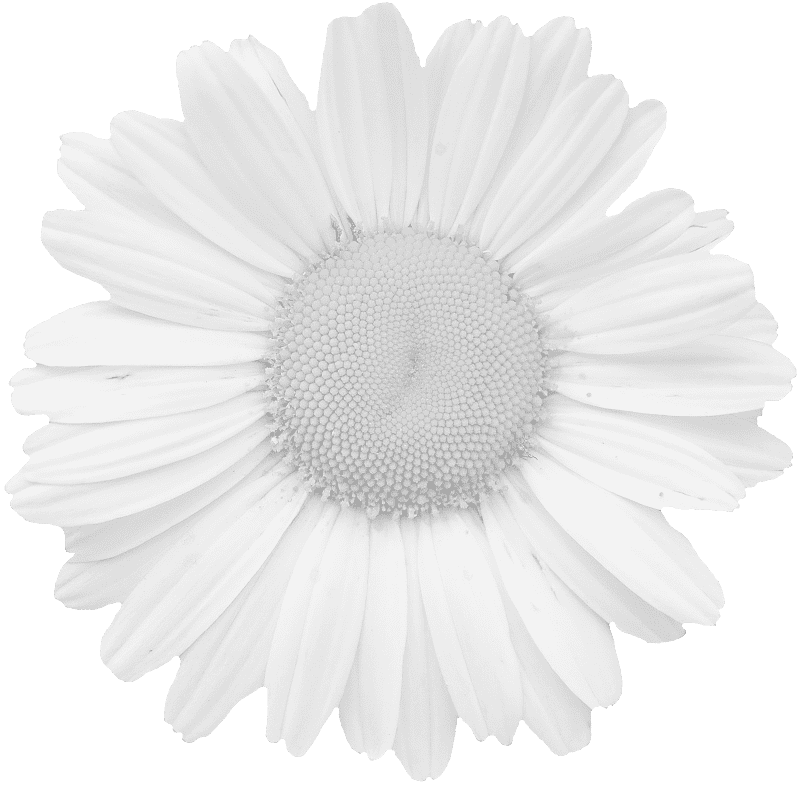 Summer flower colorless transparent