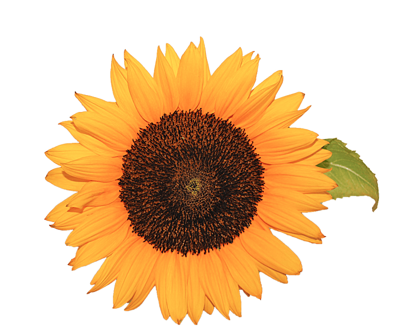 Yellow nature transparent background