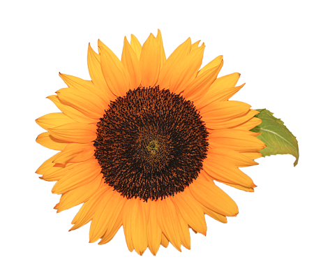 Yellow nature transparent background