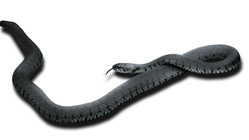 Reptile wildlife python