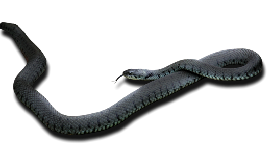Reptile wildlife python