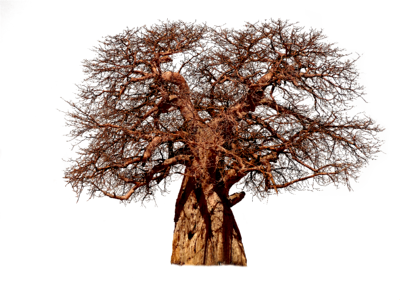 Tribe adansonia african tree