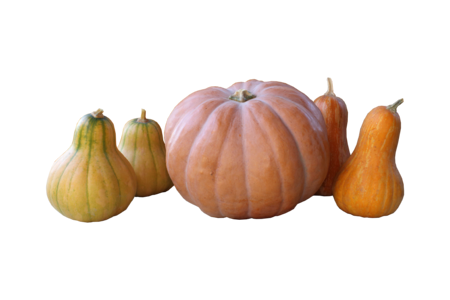 Pumpkin harvest nutrition