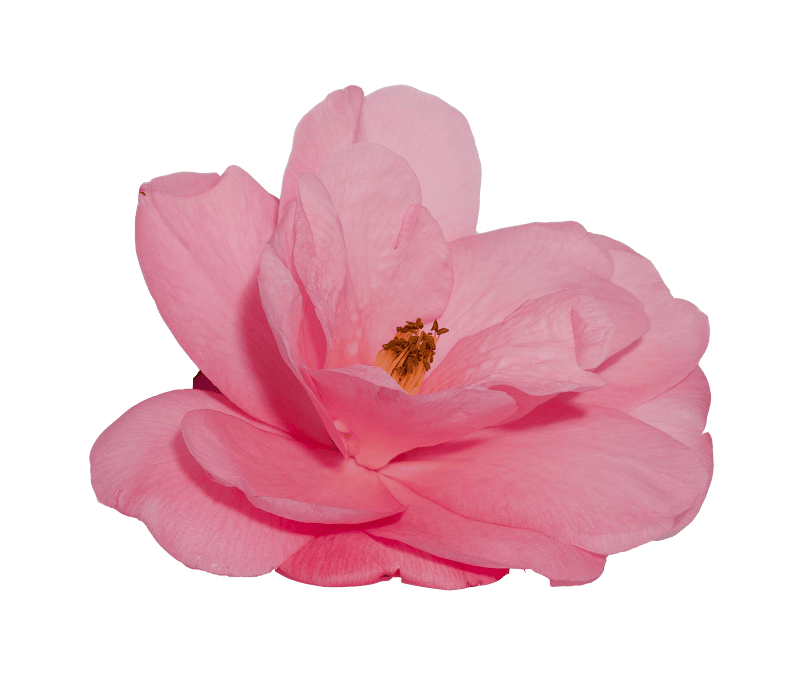 Rosa nature transparent background