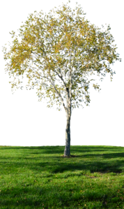 Green outdoor tree