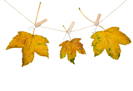 Leaves autumn transparent background