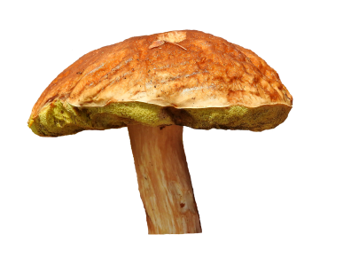 Forest mushroom edible mushroom picking