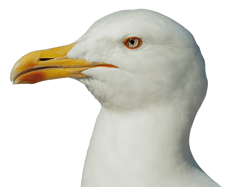 Close up water bird bird