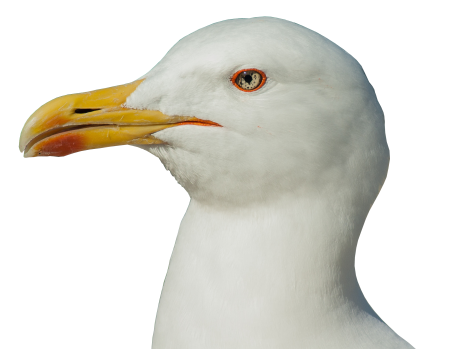 Close up water bird bird