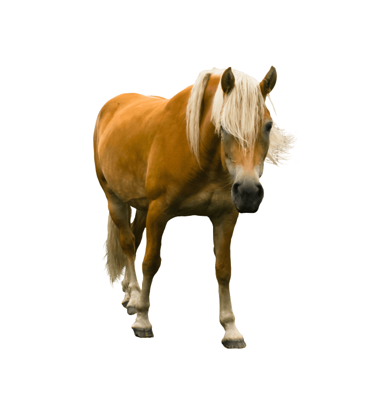 Isolated mane ride