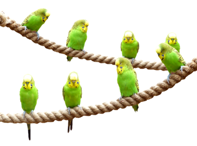 Parakeet animal world animal