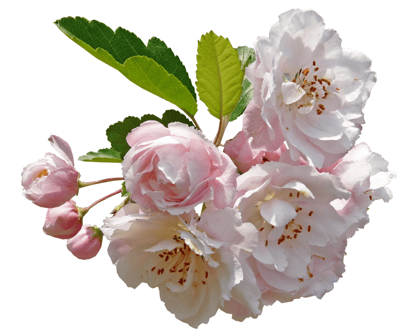 Flowers garden nature