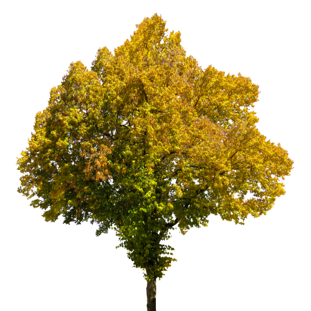 Leaves isolated beech
