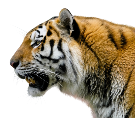 Zoo predator amurtiger