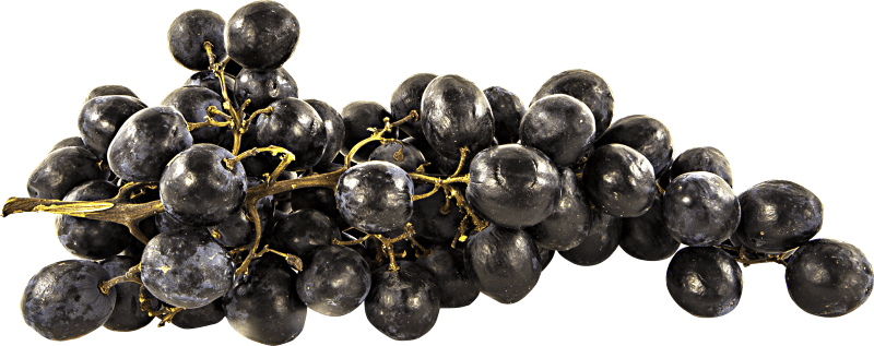 Cutout transparent vitis