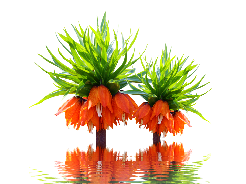 Orange blossom plant flower