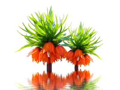 Orange blossom plant flower