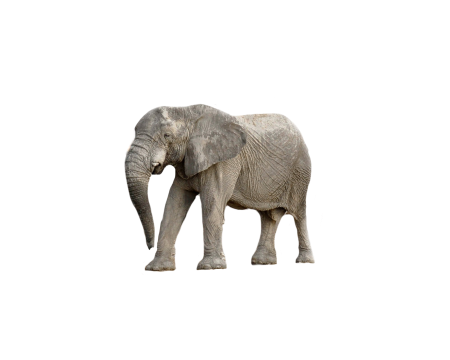 Transparent background white background picture