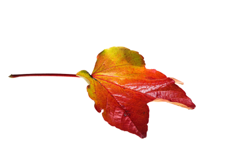 Transparent fall color colorful