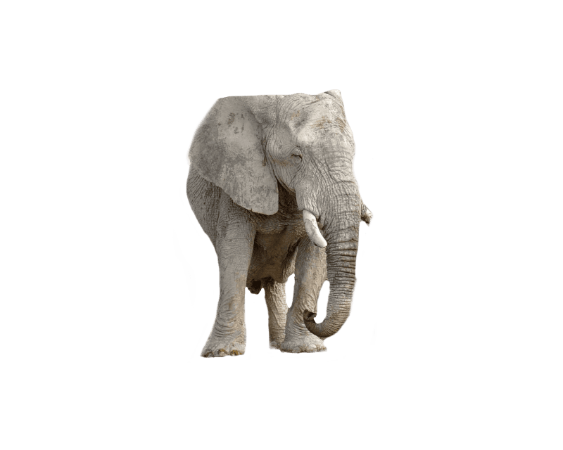 Transparent background white background picture