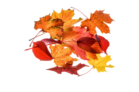 Transparent fall color colorful