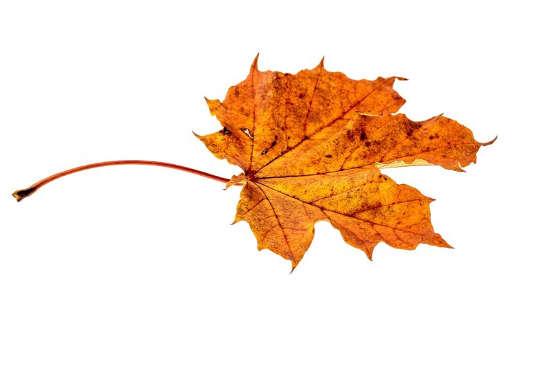 Transparent fall color colorful