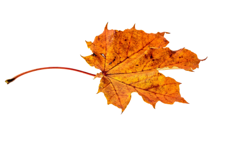 Transparent fall color colorful
