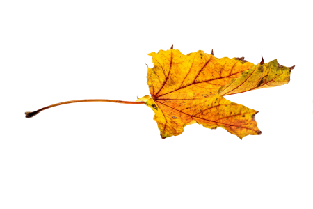 Transparent fall color colorful